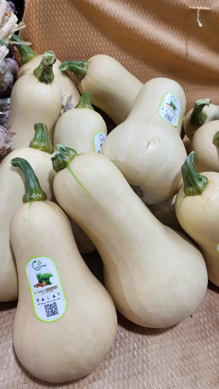 Bí bơ - Hợp Tác Xã Rau Sạch Nguyễn Minh